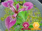 Mobile Preview: Iris versicolor Kermesina - rot-violette Sumpfschwertlilie